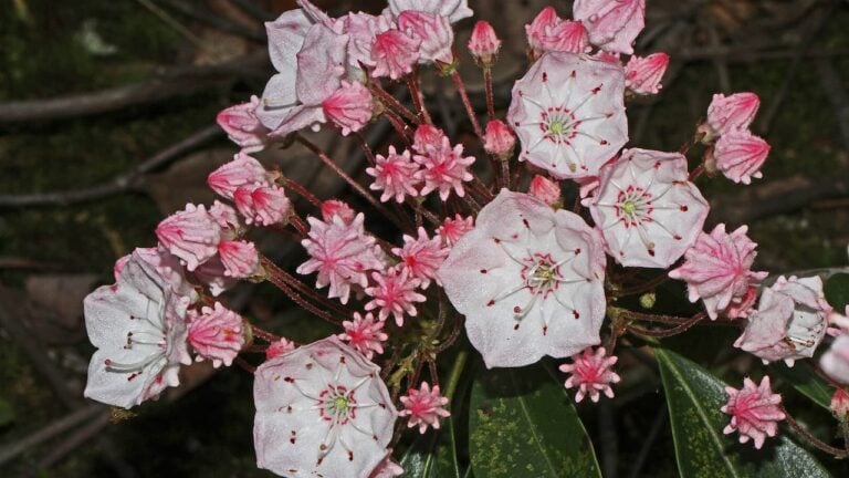Mountain laurel flowers with white and pink petals, red stamens, and small star-shaped buds clustered together above glossy leaves