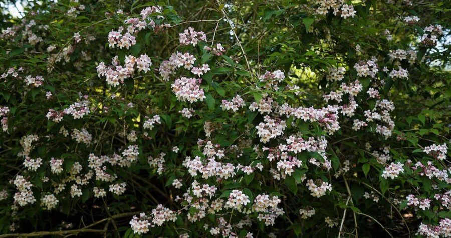 Beauty bush in full bloom with abundant pale pink and white clustered flowers covering dense green foliage