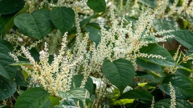 Japanese Knotweed with dense white flower spikes emerging from large green heart-shaped leaves in abundant natural growth