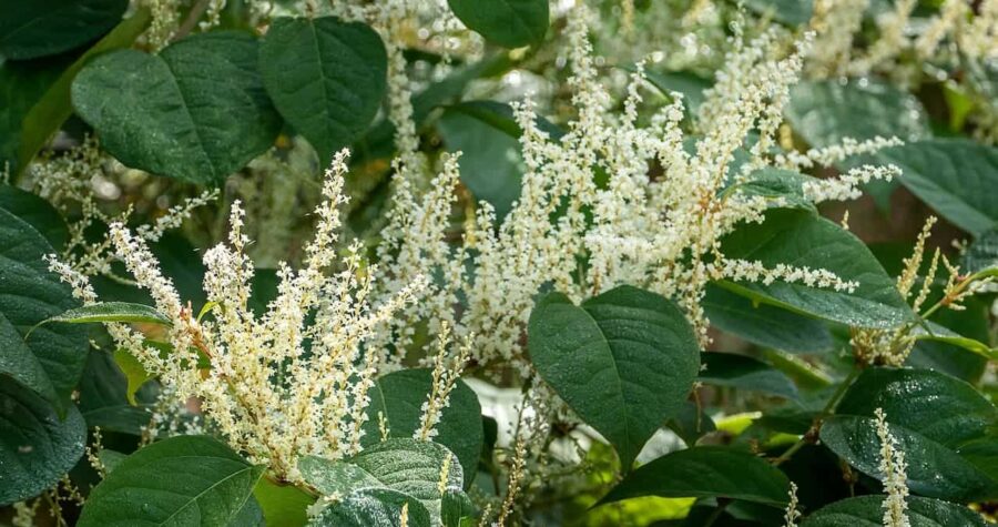 Japanese Knotweed with dense white flower spikes emerging from large green heart-shaped leaves in abundant natural growth