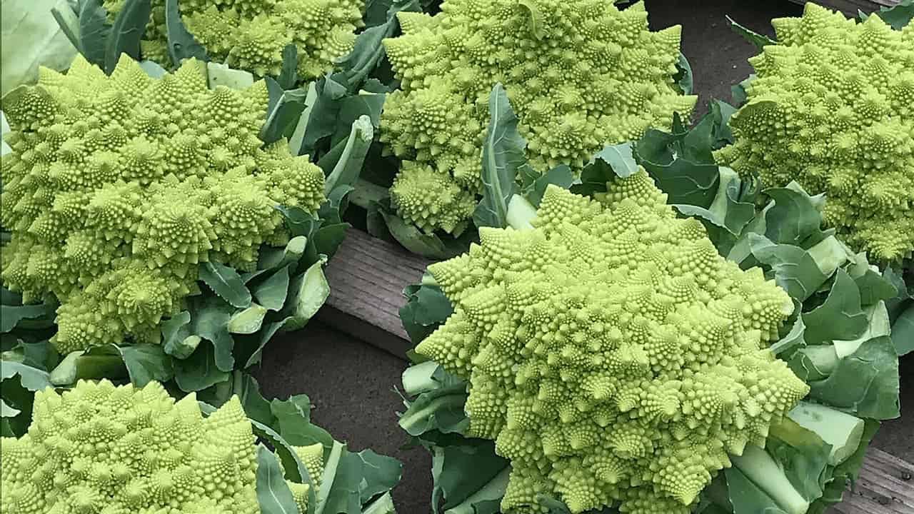 Psychedelic cauliflower with intricate spiral fractal patterns in bright lime green displayed on wooden surface with leaves