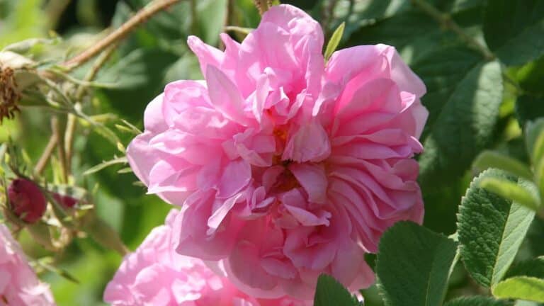 Pink damask rose flower with multiple layered petals in full bloom surrounded by green serrated leaves in natural sunlight
