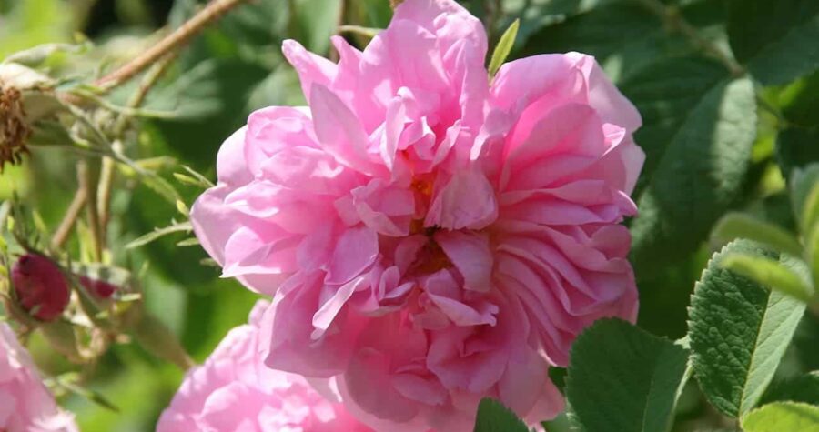 Pink damask rose flower with multiple layered petals in full bloom surrounded by green serrated leaves in natural sunlight