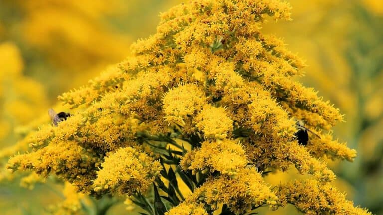 Canada goldenrod with dense clusters of bright yellow flowers in branching plumes attracting bees and insects