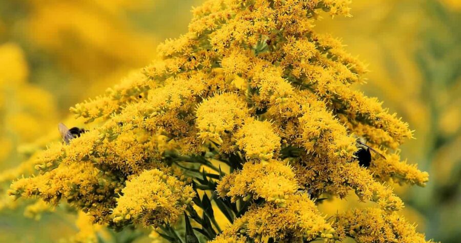 Canada goldenrod with dense clusters of bright yellow flowers in branching plumes attracting bees and insects