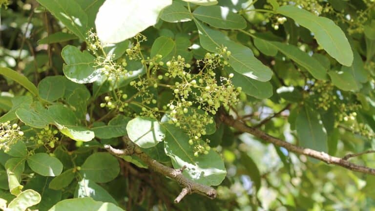 Poison sumac tree branch with compound leaves and clusters of small greenish-yellow flowers blooming in natural outdoor setting