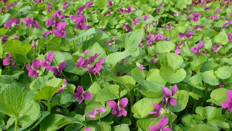 Wild violet plants with small purple flowers and heart-shaped green leaves growing densely in natural woodland setting