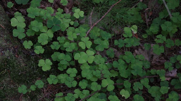 Dense patch of green wood sorrel plants with heart-shaped three-leaflet leaves growing on forest floor with organic debris