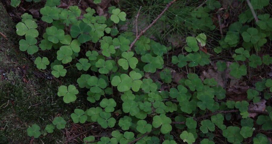 Dense patch of green wood sorrel plants with heart-shaped three-leaflet leaves growing on forest floor with organic debris