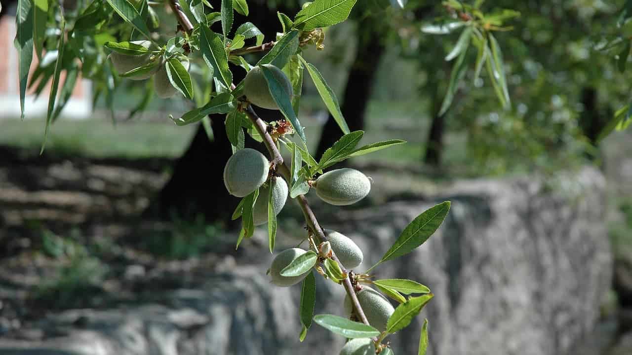 Almond tree branch with narrow green leaves and several immature green almonds growing along brown stem in garden setting