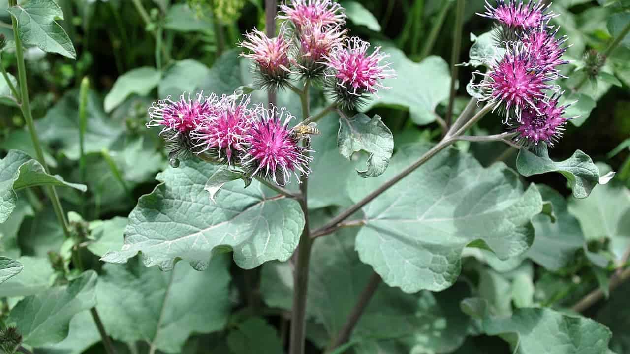 Greater burdock plants with spiky pink-purple thistle-like flowers and large green leaves growing in natural garden setting