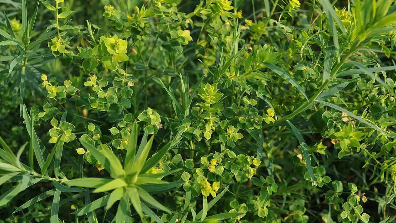 Leafy Spurge plants with characteristic yellow-green bracts, narrow leaves, and tall stems growing densely in natural grassland setting