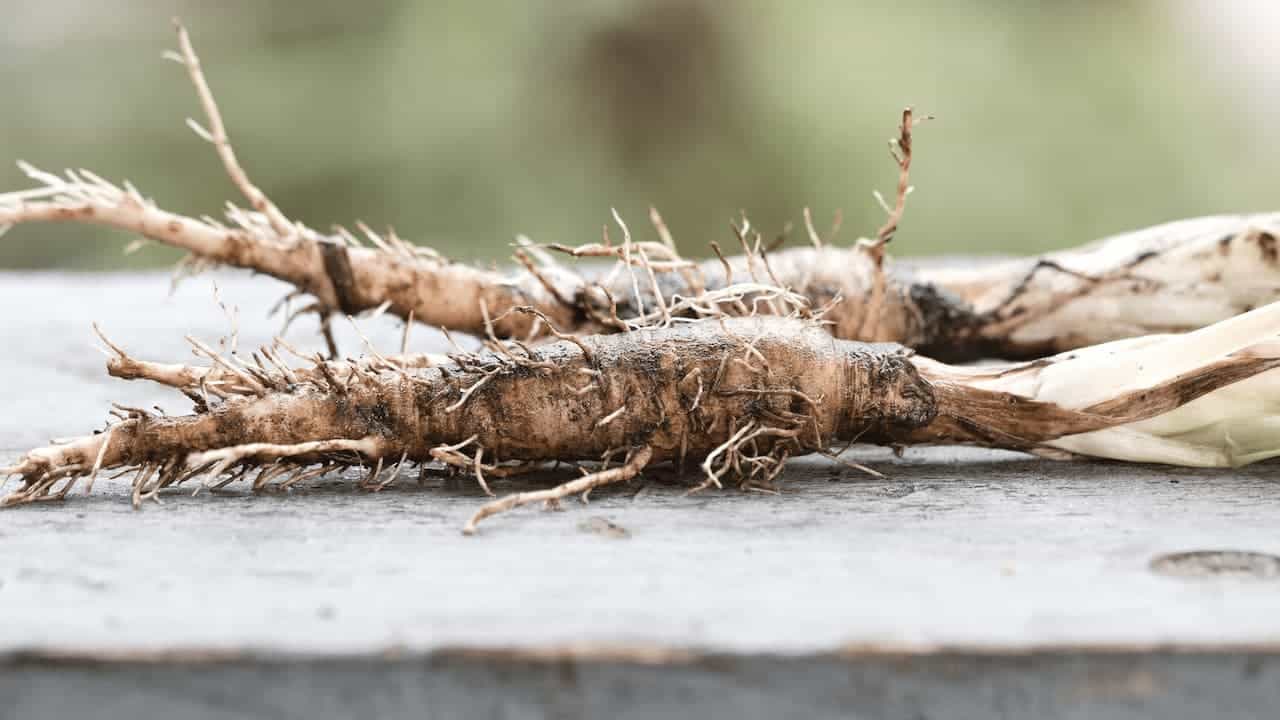 Oyster-flavored roots with thorny brown exterior and fibrous texture lying on wooden surface with blurred background