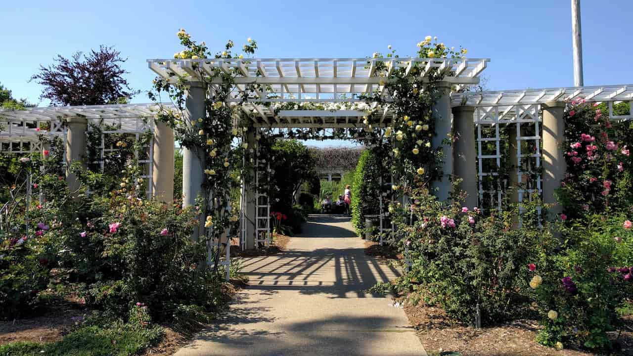 Garden arbors covered with blooming climbing roses, forming a floral archway with vibrant colors