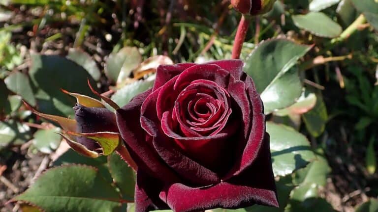 Deep burgundy rose in full bloom with velvety petals surrounded by green foliage and thorny stems in garden