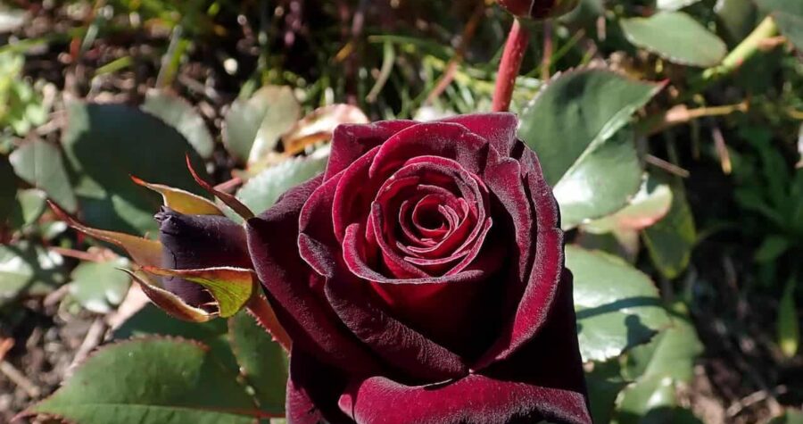 Deep burgundy rose in full bloom with velvety petals surrounded by green foliage and thorny stems in garden