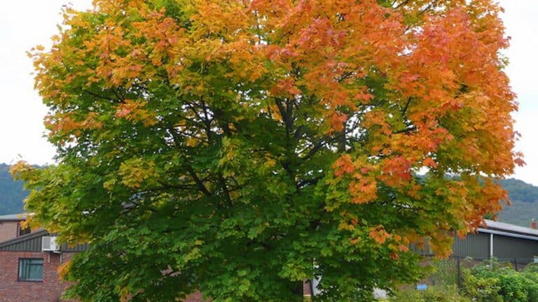 A large Norway maple tree displaying vibrant autumn colors of orange, red, and green in a residential area