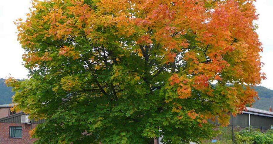 A large Norway maple tree displaying vibrant autumn colors of orange, red, and green in a residential area