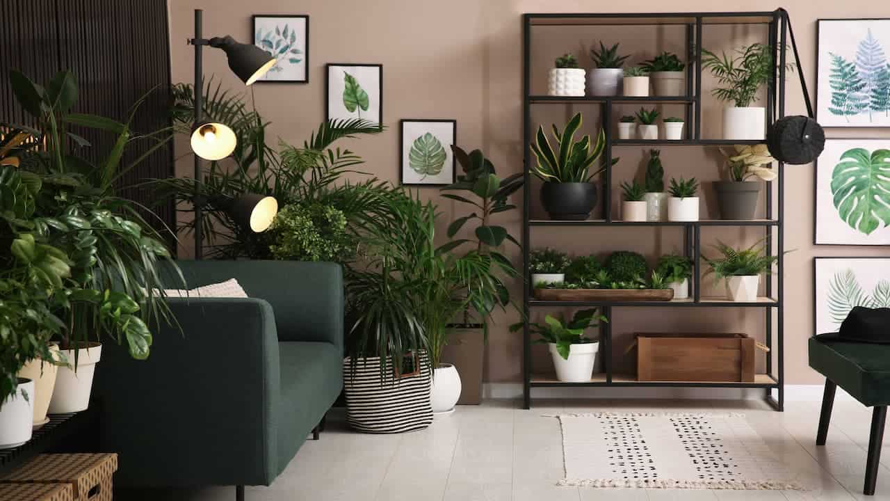 A modern indoor space with a dark green sofa, a metal shelving unit filled with various potted plants, framed plant prints on the wall, soft light from a floor lamp, and a white rug on the floor, the room lacking natural light