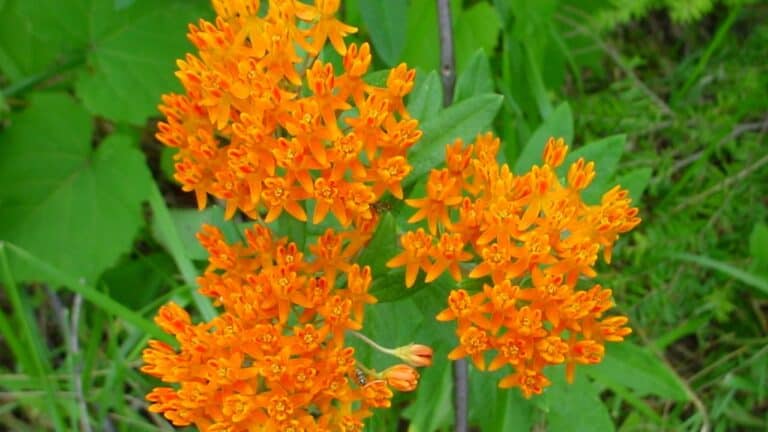 Bright orange butterfly weed flowers in dense clusters with small five-petaled blooms against green foliage and grass background
