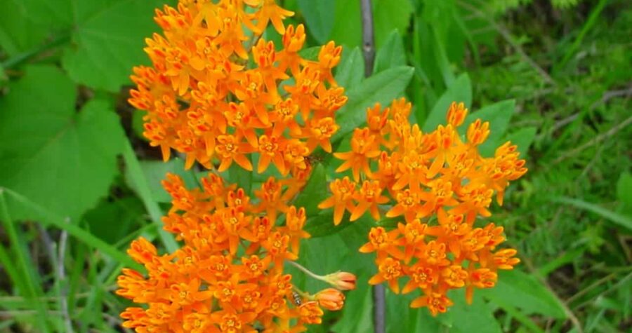 Bright orange butterfly weed flowers in dense clusters with small five-petaled blooms against green foliage and grass background