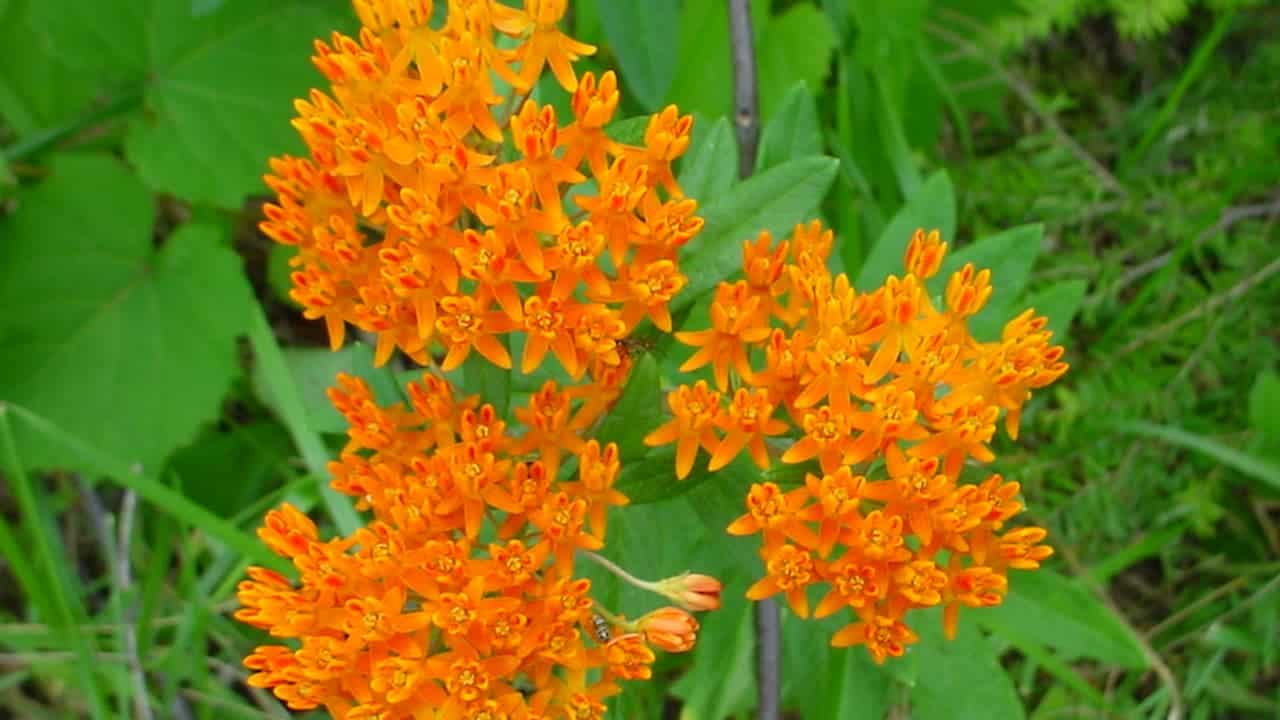 Bright orange butterfly weed flowers in dense clusters with small five-petaled blooms against green foliage and grass background