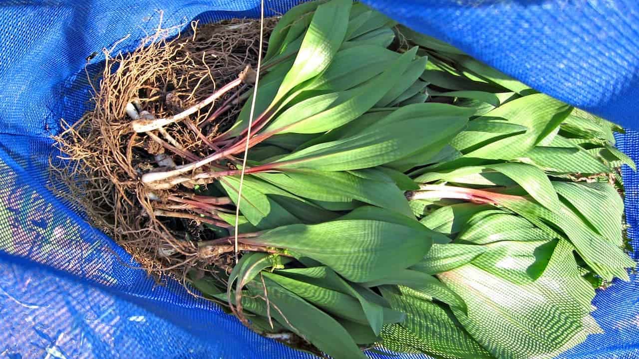Fresh ramps (wild leeks) with exposed root systems and green leaves laid on blue mesh tarp, showing before-and-after cleaning comparison