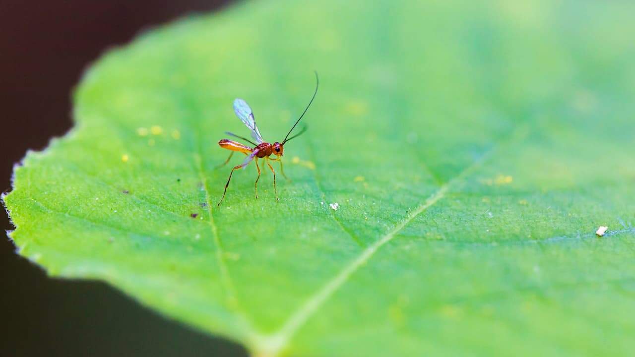 A small braconid wasp with transparent wings and long antennae standing on a green leaf