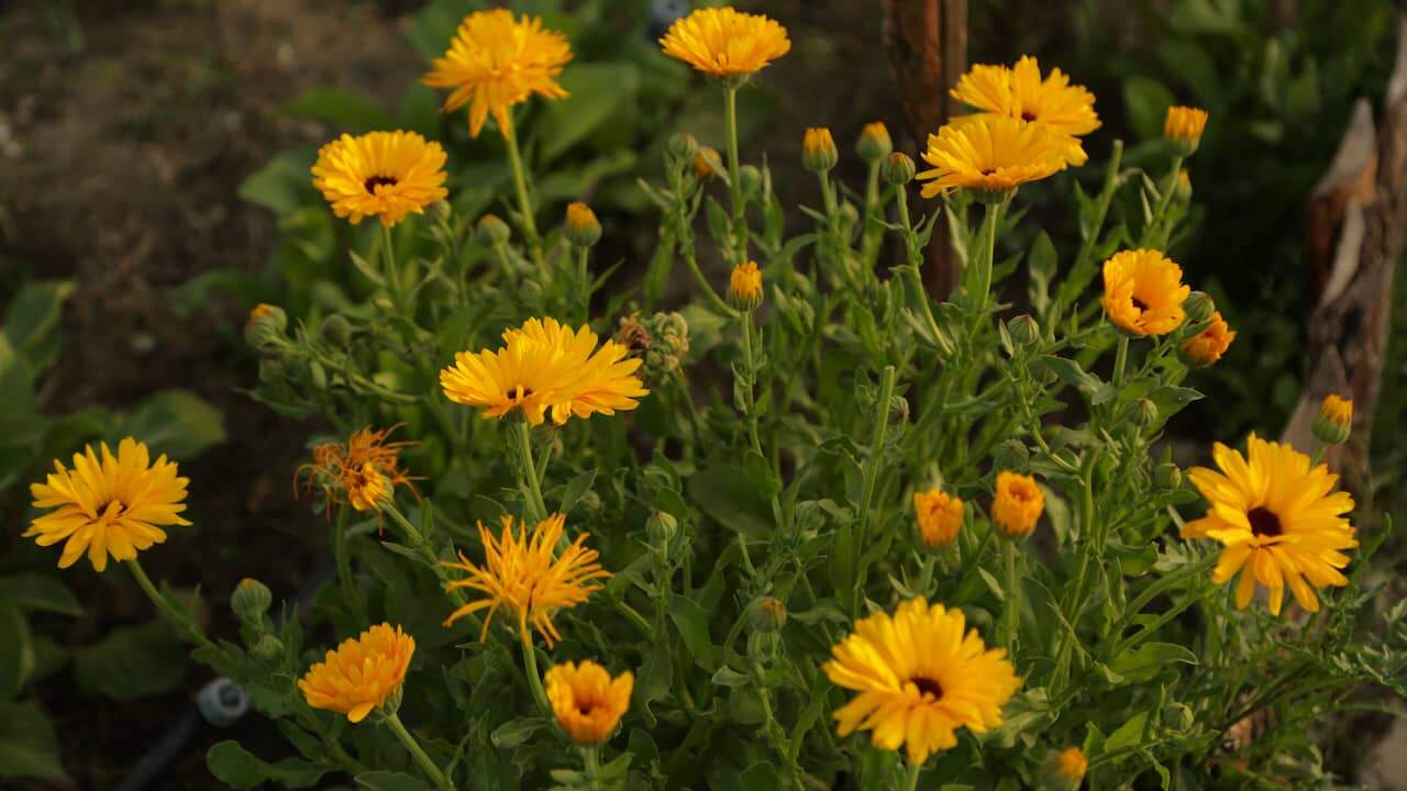 Cluster of bright yellow calendula flowers, blooming in a garden bed, surrounded by green leaves, mix of open and budding flowers, natural outdoor lighting