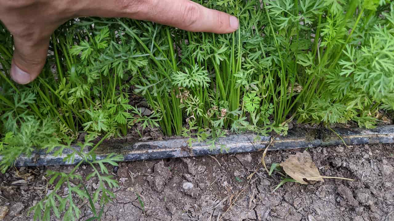 Carrot plants growing in a row, green leafy tops emerging from soil, hand pointing at seedlings, drip irrigation line beneath plants