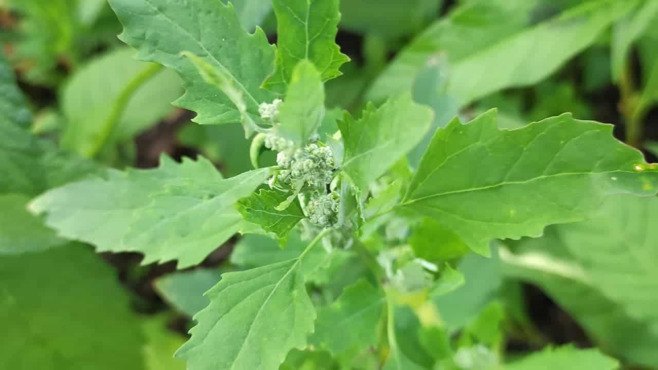 Lamb's quarters plant with serrated green leaves and small white flower clusters growing among other vegetation in natural setting