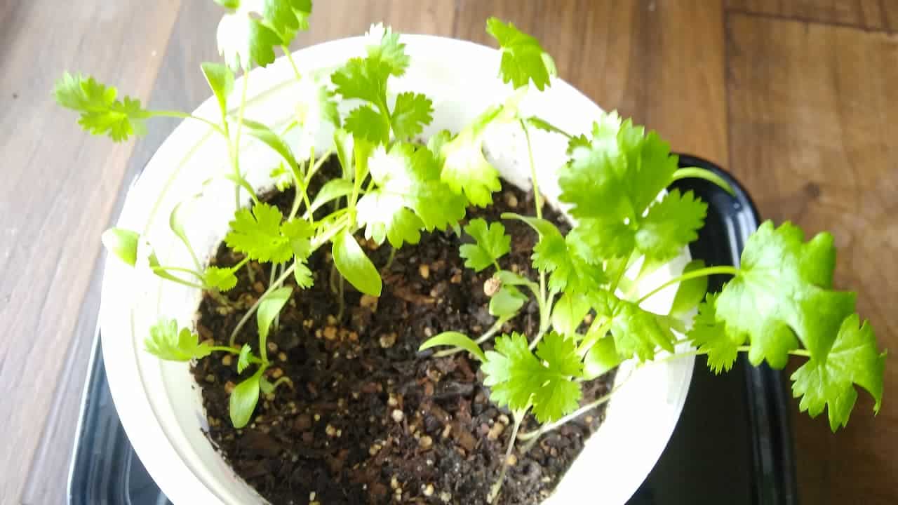 Young cilantro plant growing in a white container, bright green leaves, dark potting soil, placed on a black tray, wooden surface background