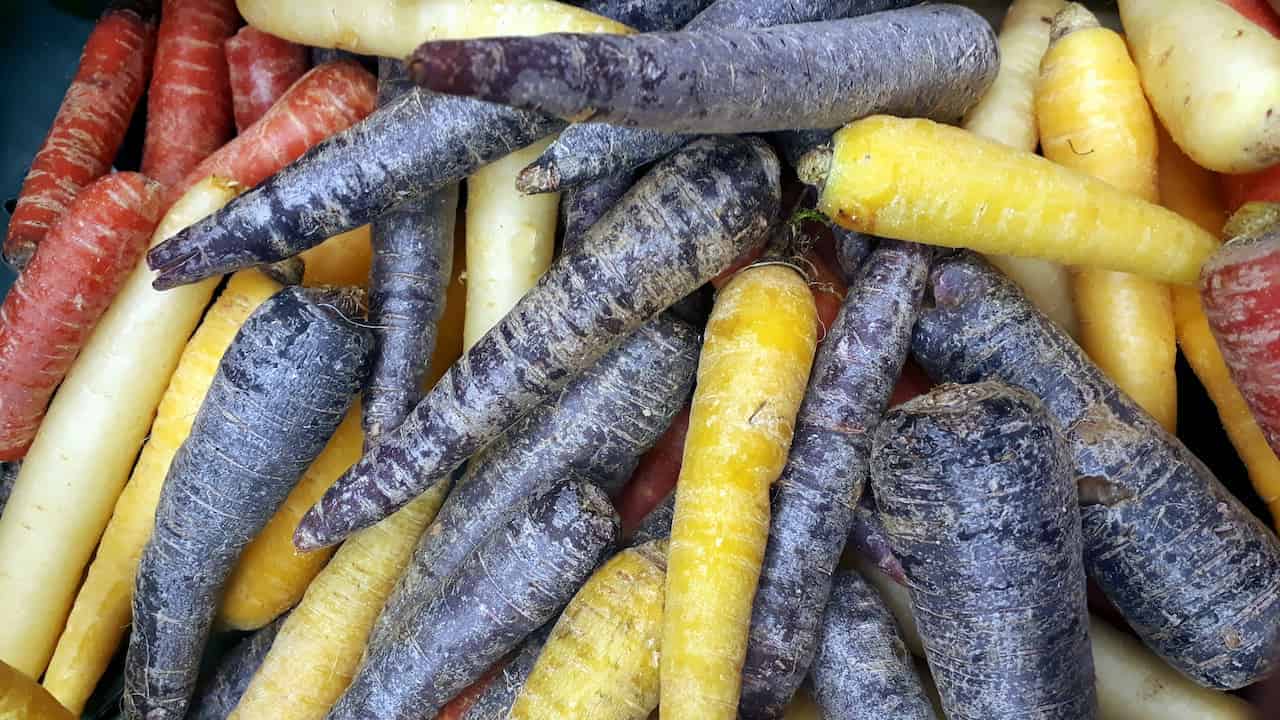 A bunch of colorful carrots, including orange, yellow, and purple varieties, laid out together