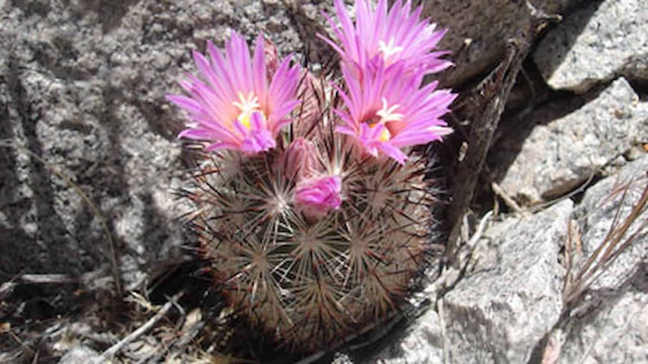 Beehive Cactus with bright pink flowers blooming from the top, surrounded by sharp spines and gray rock