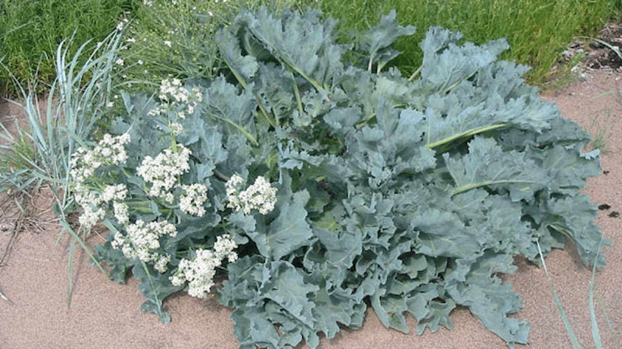 Sea kale plant with large blue-green ruffled leaves and clusters of small white flowers growing in sandy soil