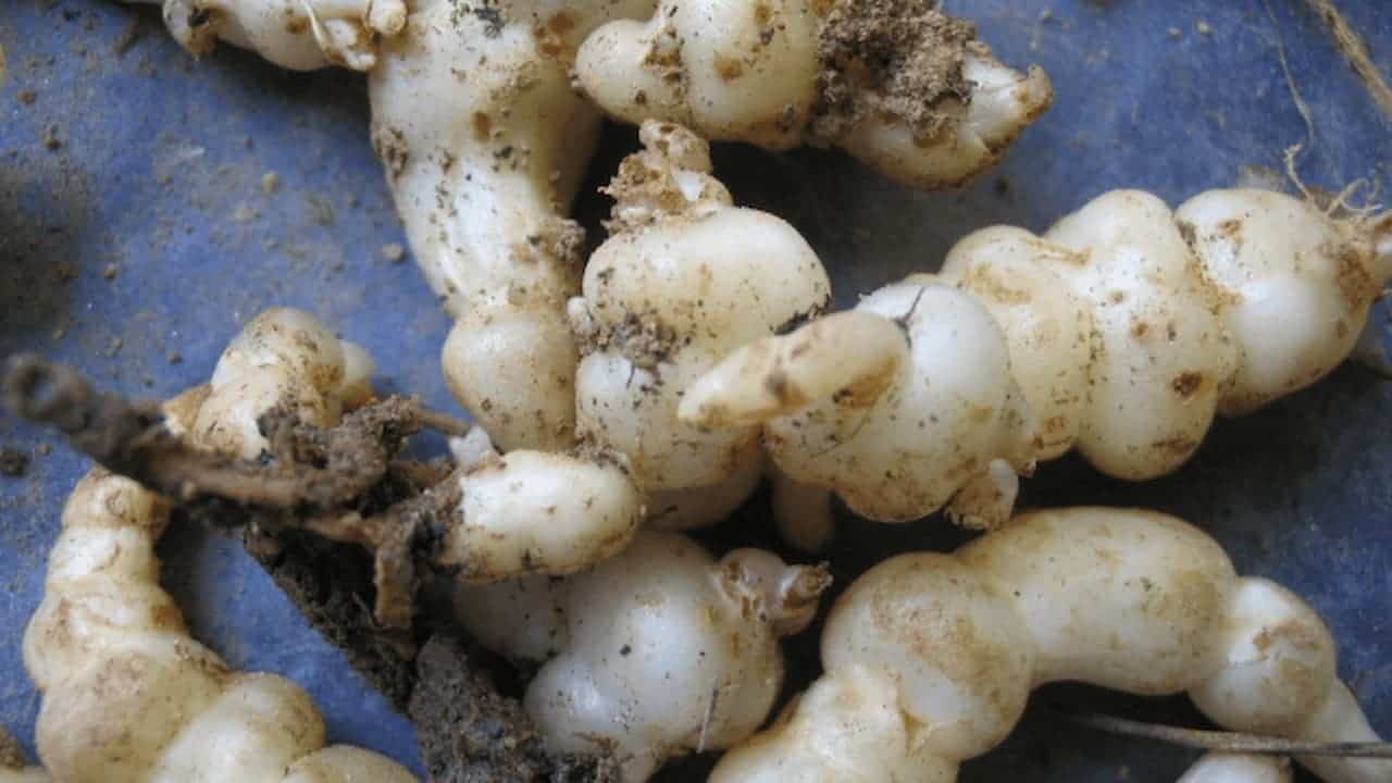Chinese artichoke tubers with white segmented appearance and soil residue scattered on blue metal container surface