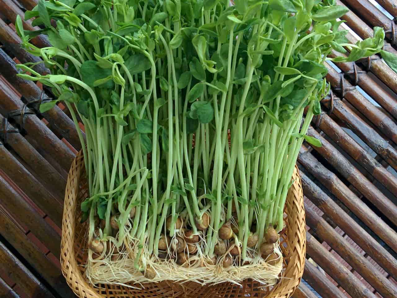 Fresh snow pea sprouts, also known as dao miao, arranged upright in a woven basket, long green stems with leaves