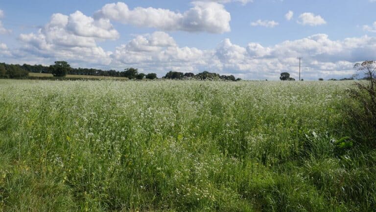 Expansive field of green manure cover crops with white flowers under cloudy sky, surrounded by trees and countryside