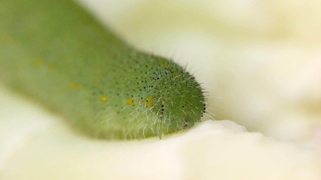 Close-up of cabbage worm head, green body with tiny black spots and fine hair, resting on white cauliflower surface, extreme macro view