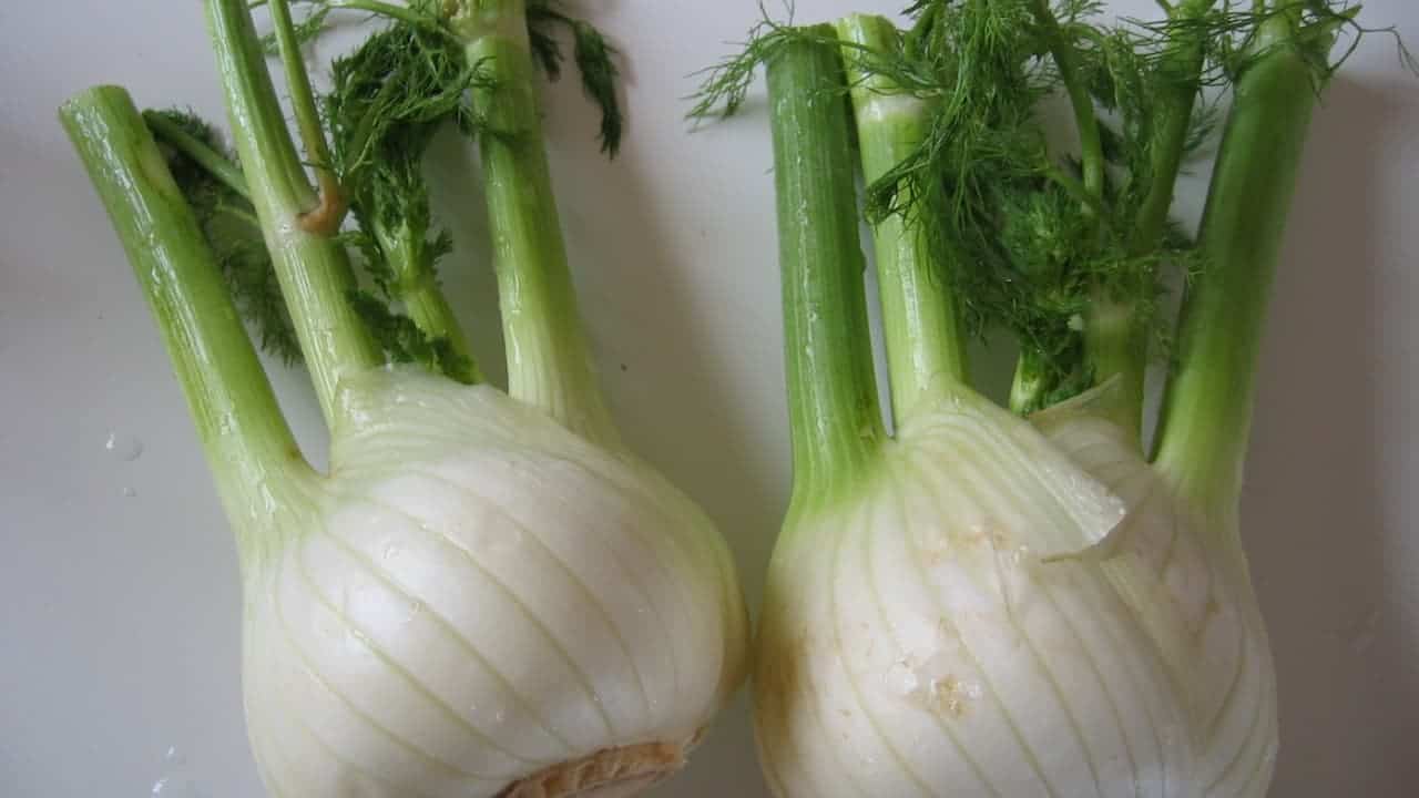 Two fresh fennel bulbs with white rounded bases and feathery green fronds on white surface
