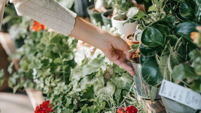 Woman picking up plant in garden center