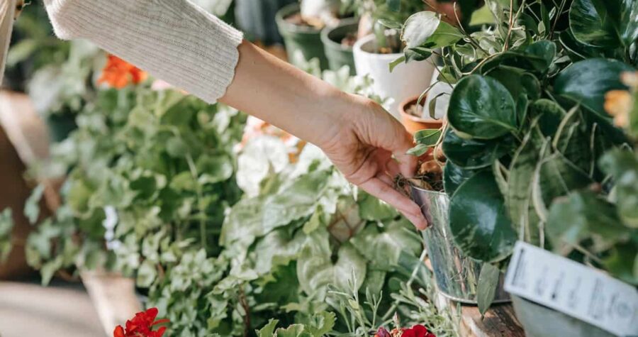 Woman picking up plant in garden center