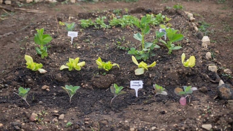 Young vegetable seedlings in organized garden rows with plant markers, dark soil, stone borders, various growth stages from cotyledons to true leaves
