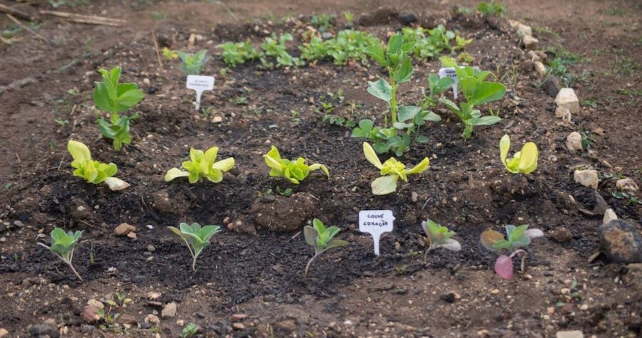 Young vegetable seedlings in organized garden rows with plant markers, dark soil, stone borders, various growth stages from cotyledons to true leaves