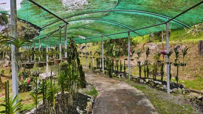 Green mesh shade structure, pathway lined with orchid plants, hanging and potted orchids, curved metal frame, outdoor garden setting