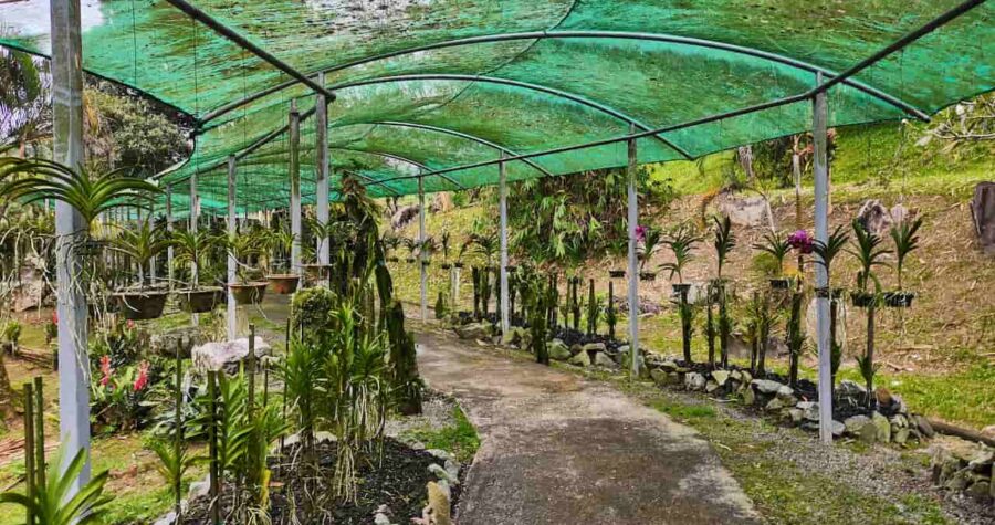 Green mesh shade structure, pathway lined with orchid plants, hanging and potted orchids, curved metal frame, outdoor garden setting