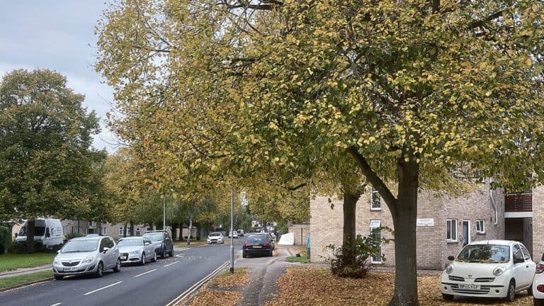 Tree-lined suburban street with golden leaves falling, parked cars, brick houses, and scattered foliage on pavement