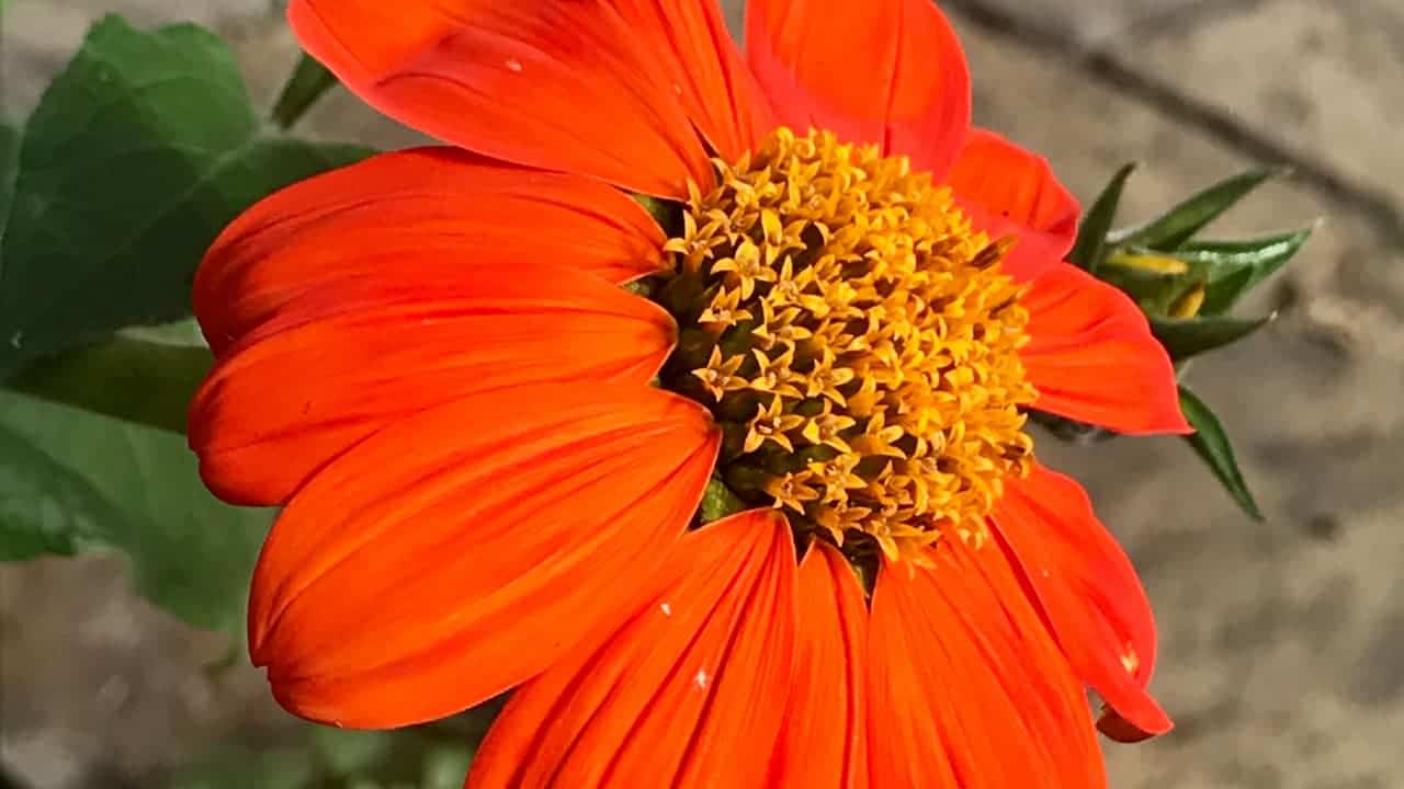 Mexican sunflower with bright orange petals and a golden-yellow center, blooming atop a tall green stem