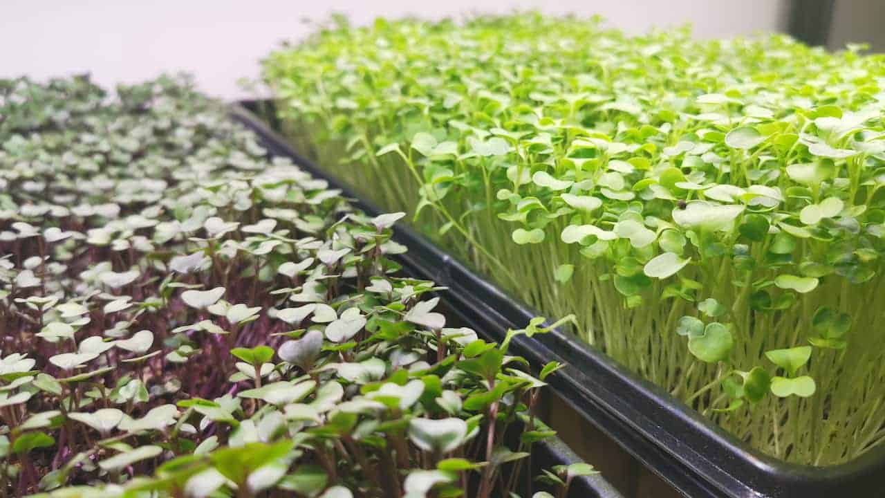 Microgreens growing in black plastic trays, dense green and purple sprouts, well-lit indoor environment, young broccoli and radish shoots, healthy edible seedlings