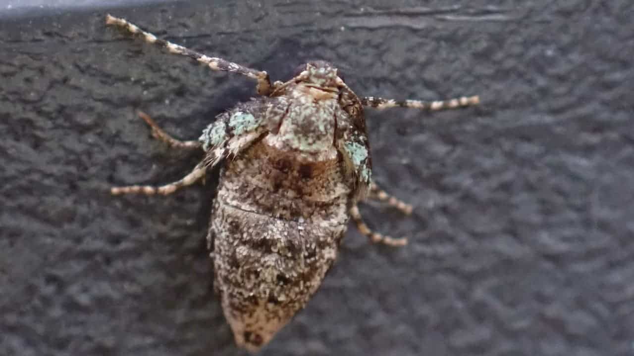 Close-up image of a brown winter moth (Operophtera brumata) resting on a dark surface